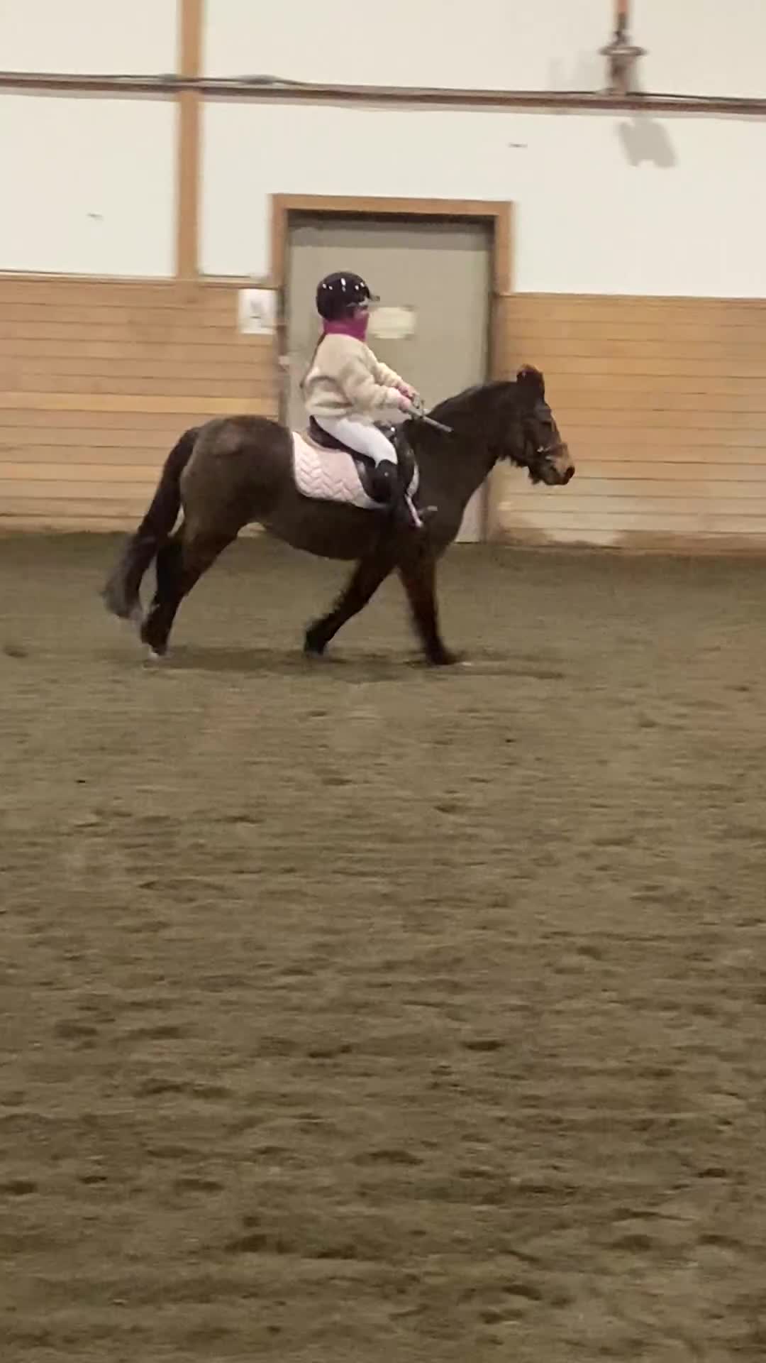 Övrigt hästar till salu: Sötaste B-ponny flickan till salu.  - Video 1