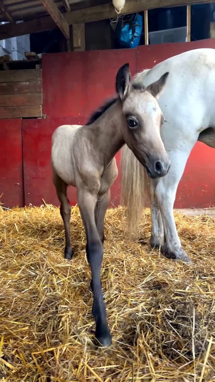 Allround hästar till salu: Meritstarkt prestationsstammat Connemarasto i Vederslöv - Video 1
