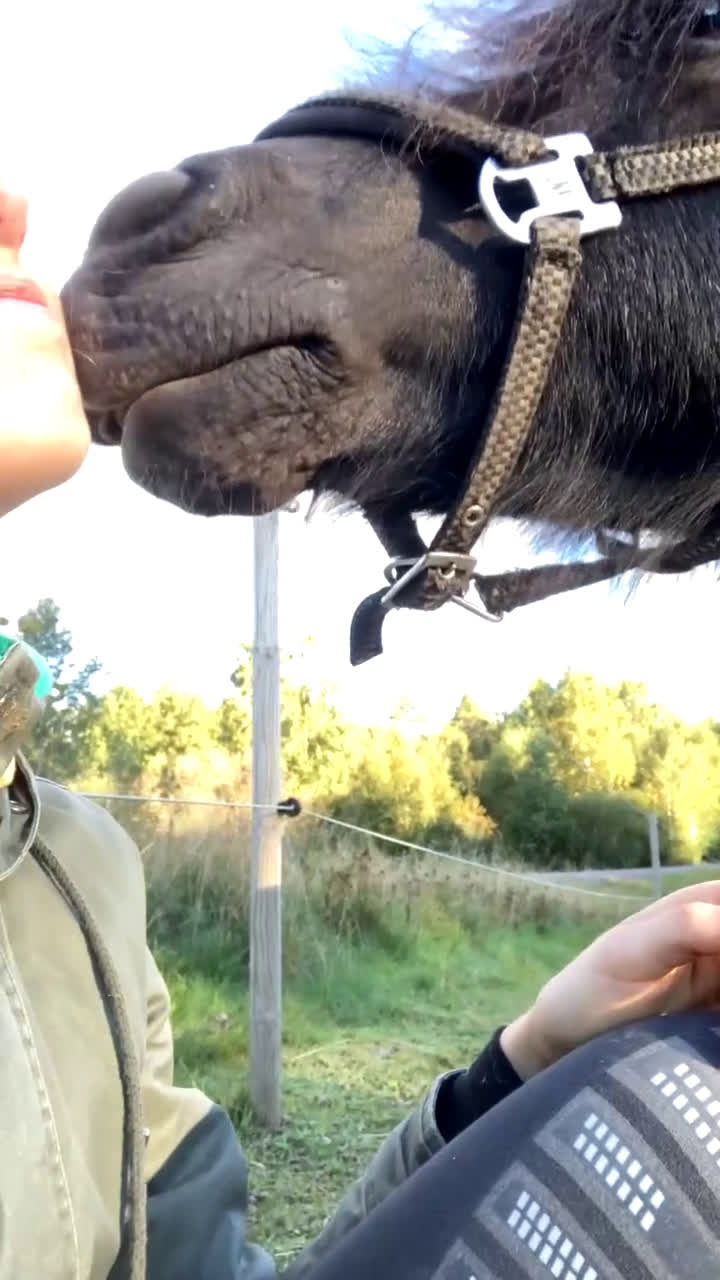 Sällskap hästar till salu: Två Solstrålar som sällskap/ ev hobbyridning i Laholm - Video 3