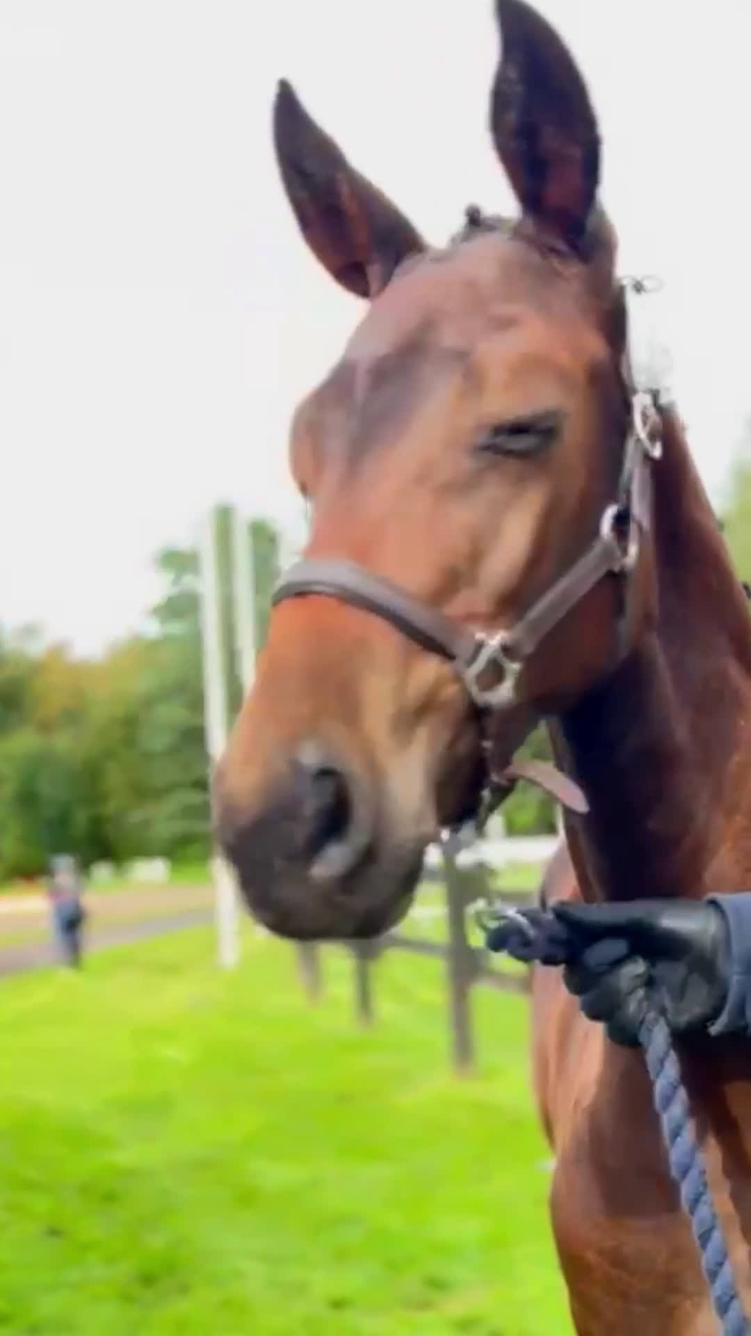 Hoppning hästar till salu: Berglands Corvette (Everett-Cornet Obolensky) - Video 1