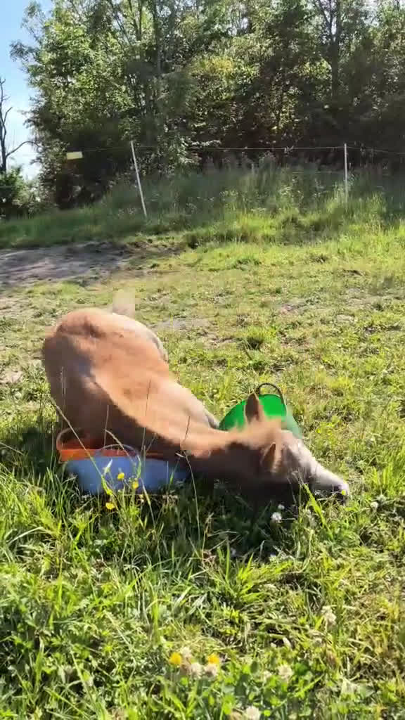 Allround hästar till salu: Framåt welsh mountainkille i Stenkullen - Video 2