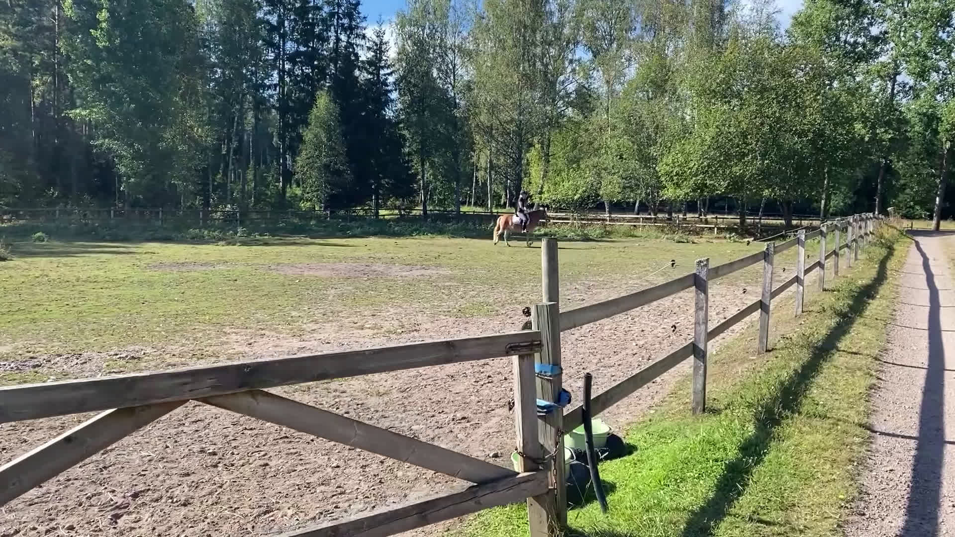 Allround hästar till salu: Fint Gotlandsruss  - Video 1