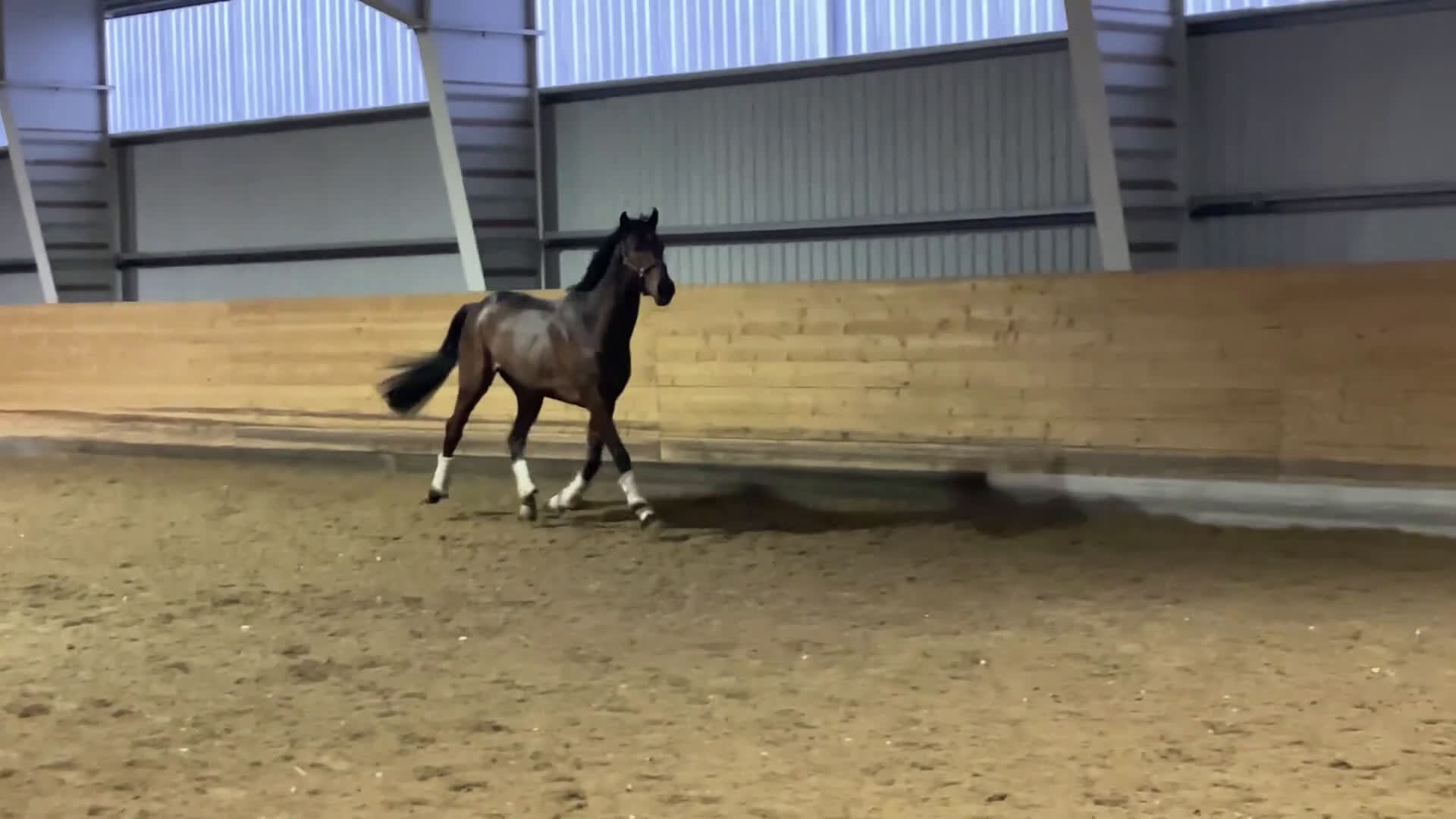 Övrigt hästar till salu: Till Dig med kunskap och tid! i Bälinge - Video 1