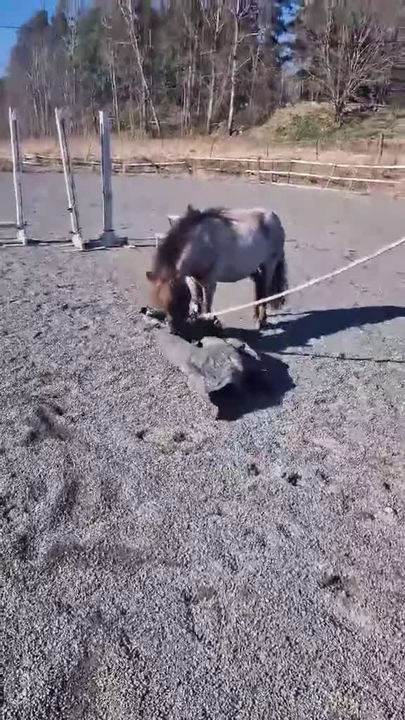 Allround hästar till salu: Inriden Shetlandsponny i Bettna - Video 3