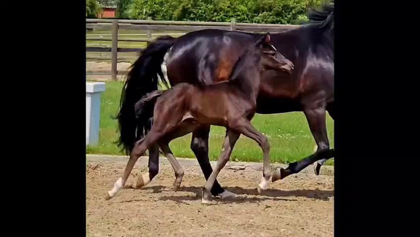 Dressyr hästar till salu: Eminent gold medal dressage foal - Video 1