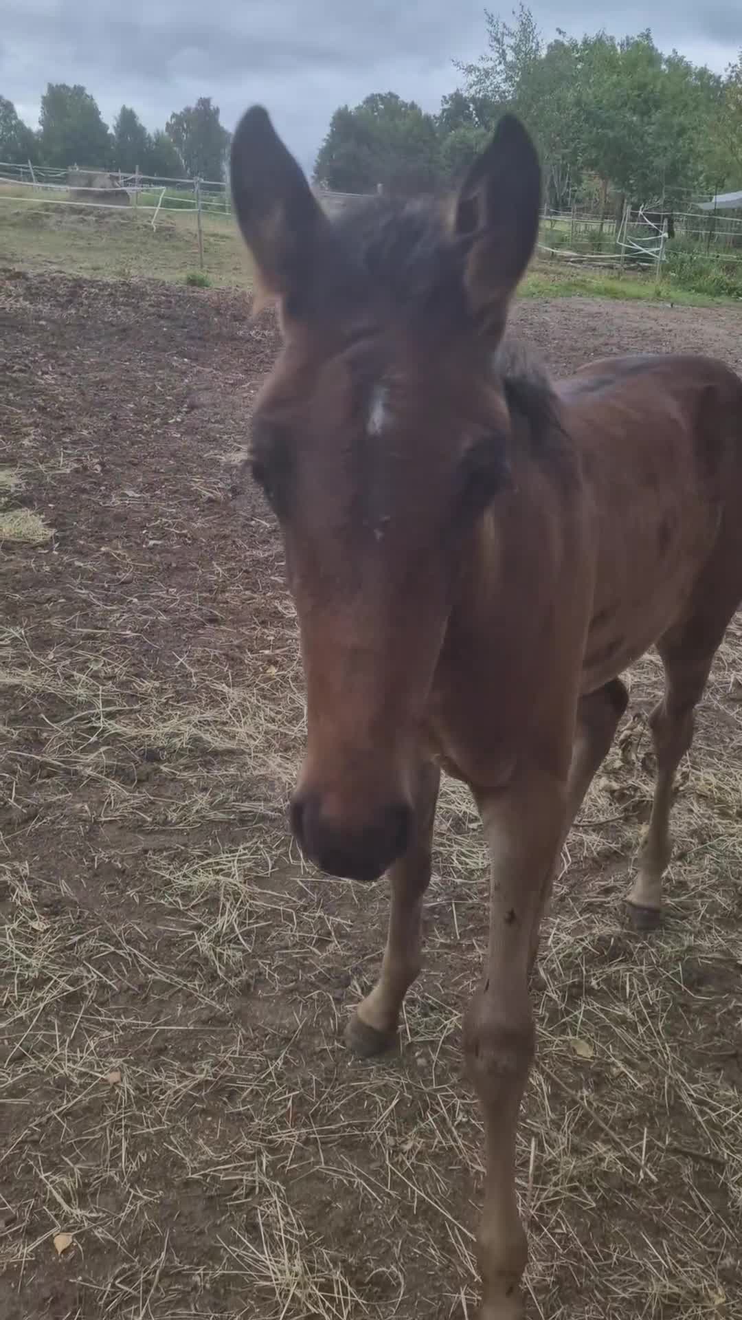 Trav hästar till salu: Hingstföl. Till Trav - Video 1