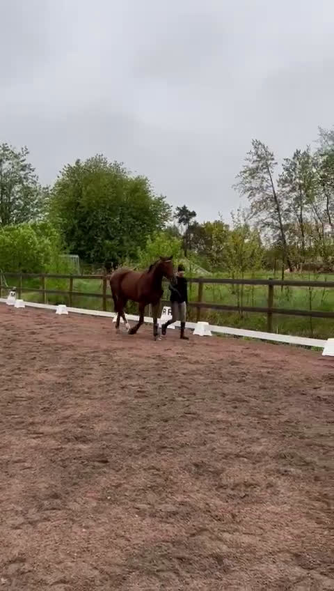 Dressyr hästar till salu: Fin dressyrvalack i Månsarp - Video 2