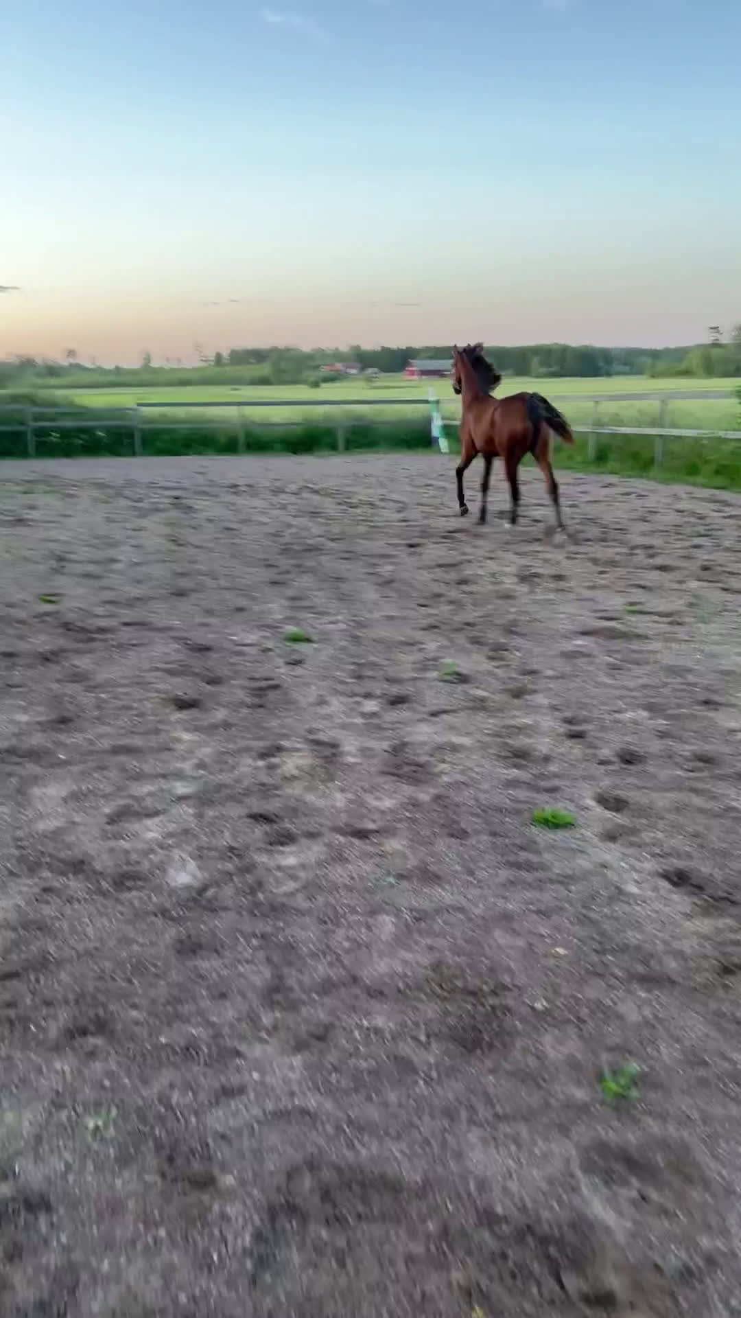 Hoppning hästar till salu: Prissänkt! Piggt och glatt sto -24 i Väring - Video 3