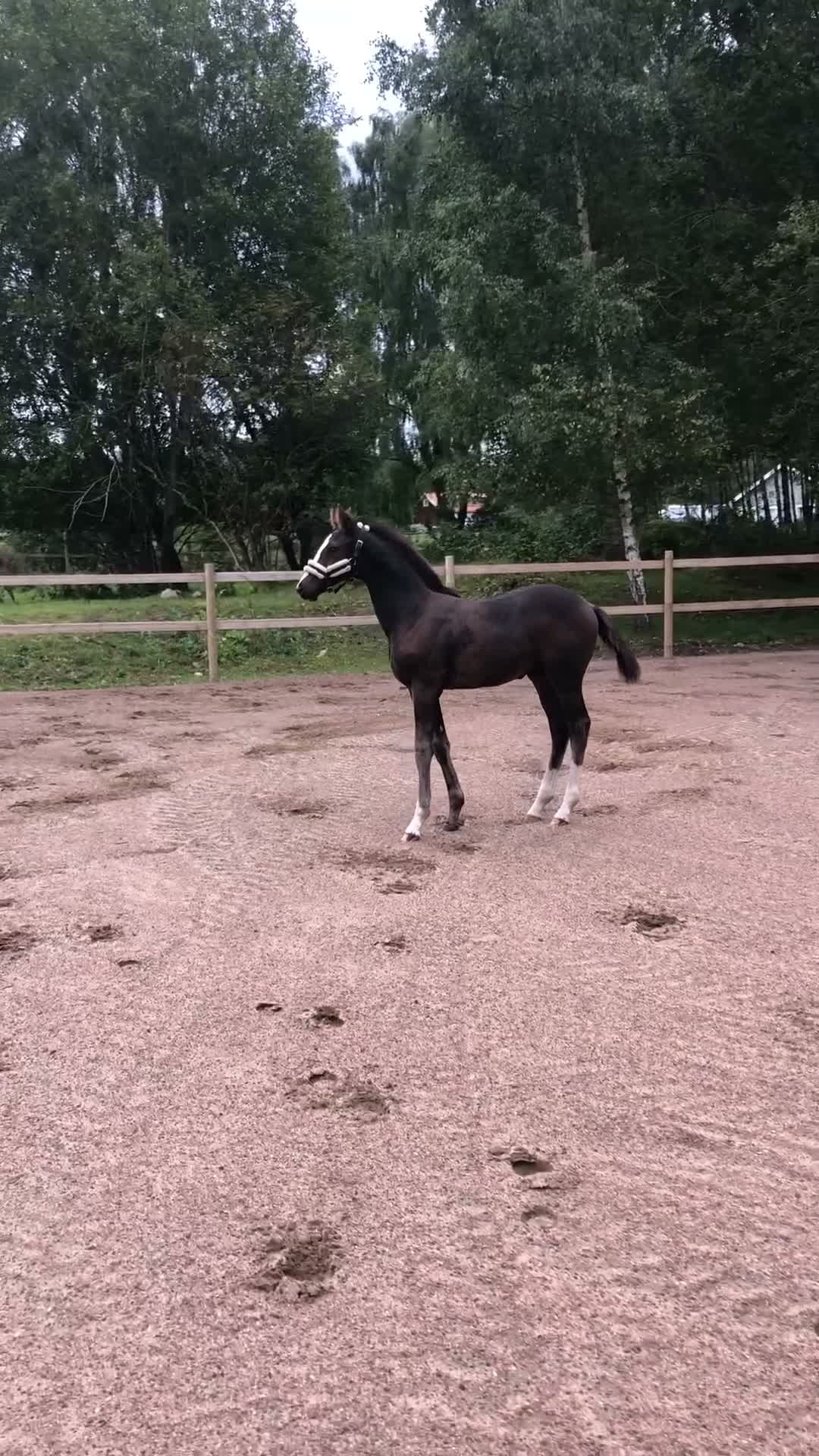 Hoppning hästar till salu: Lovande & charmigt premieföl 🤎🩵 - Video 1
