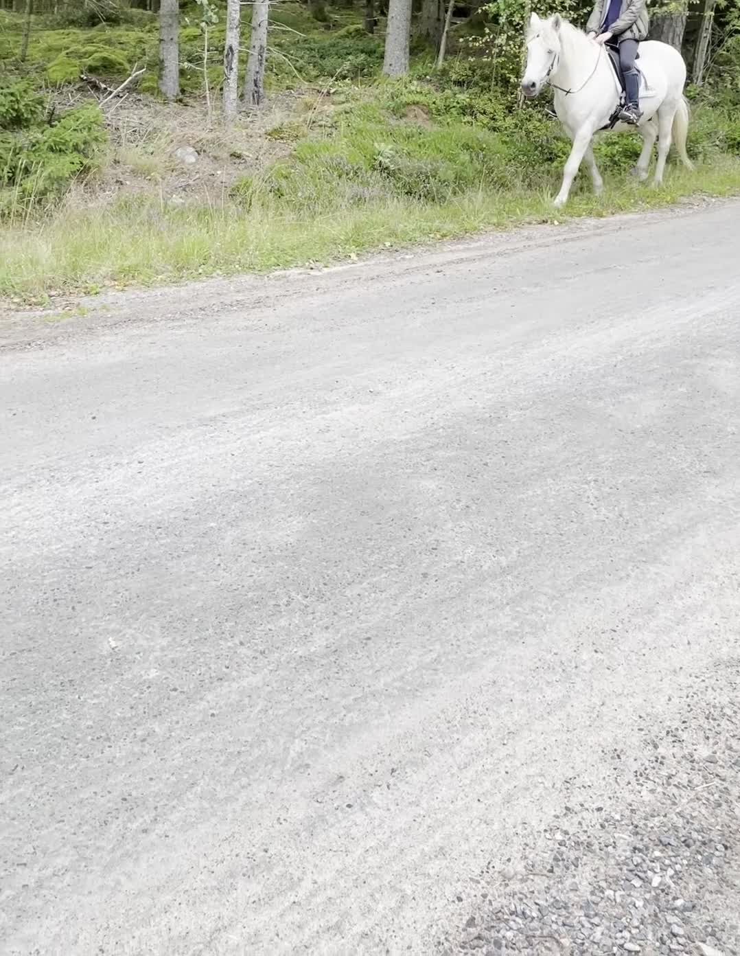 Allround hästar till salu: Skogsmulle/sällskapshäst - Video 1