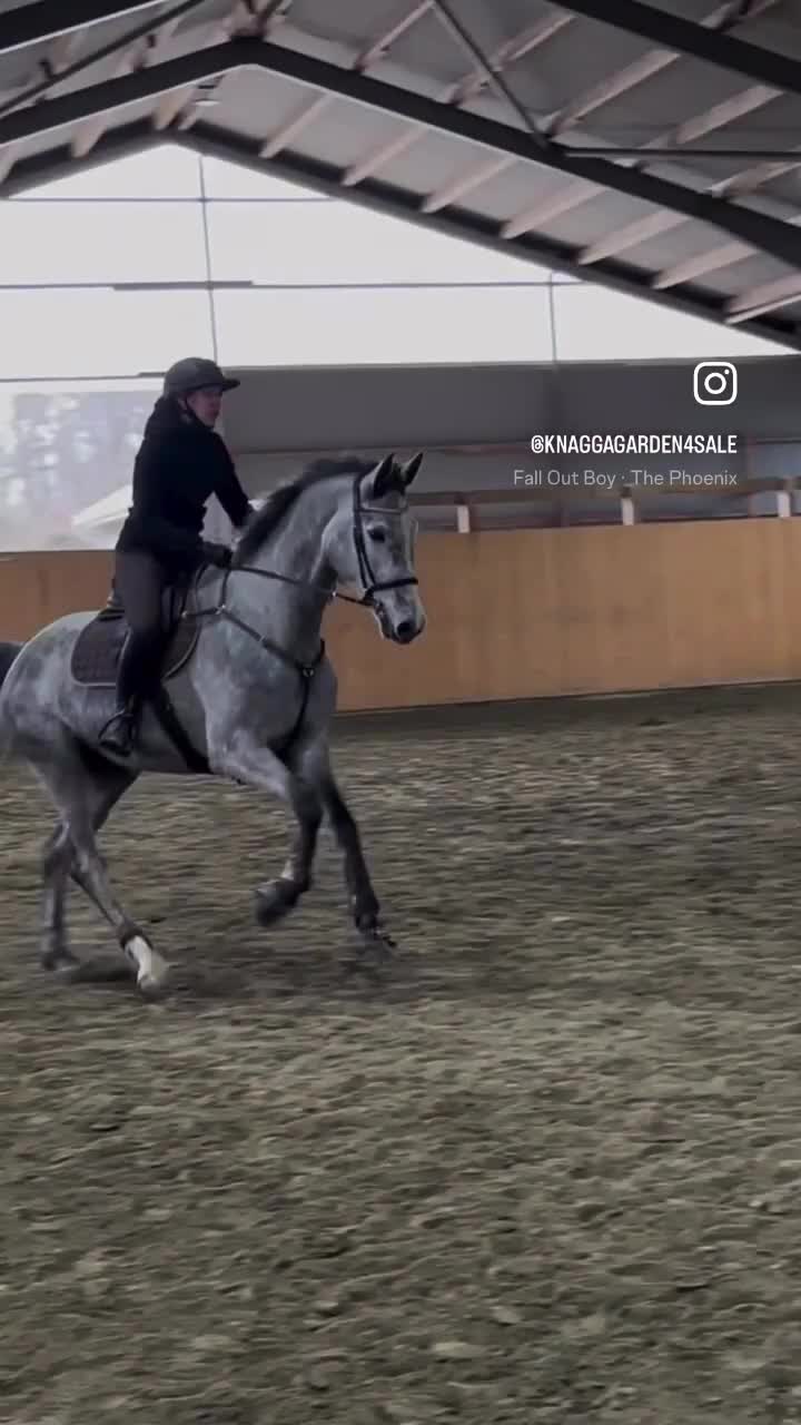 Hoppning hästar till salu: Enelzkey-sto för framtiden✨ - Video 1