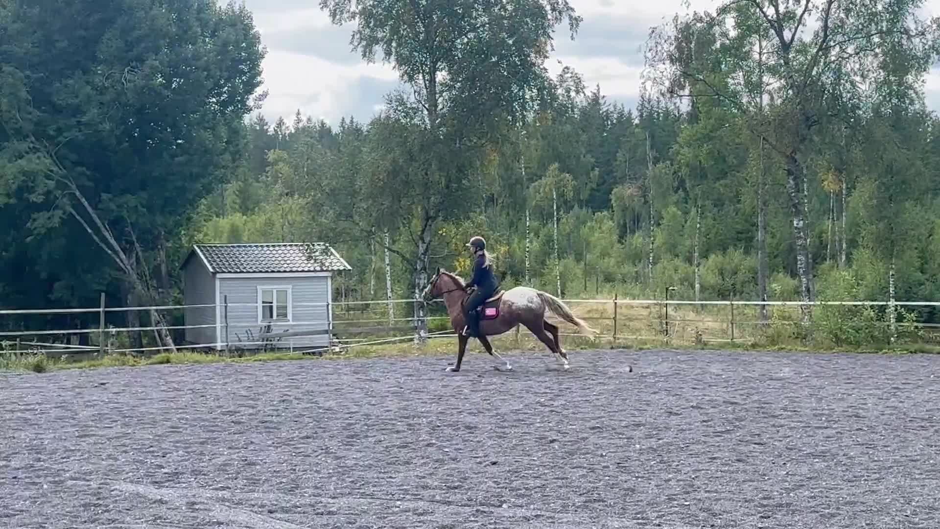 Hoppning hästar till salu: Lovande blivande rosettplockare  - Video 2