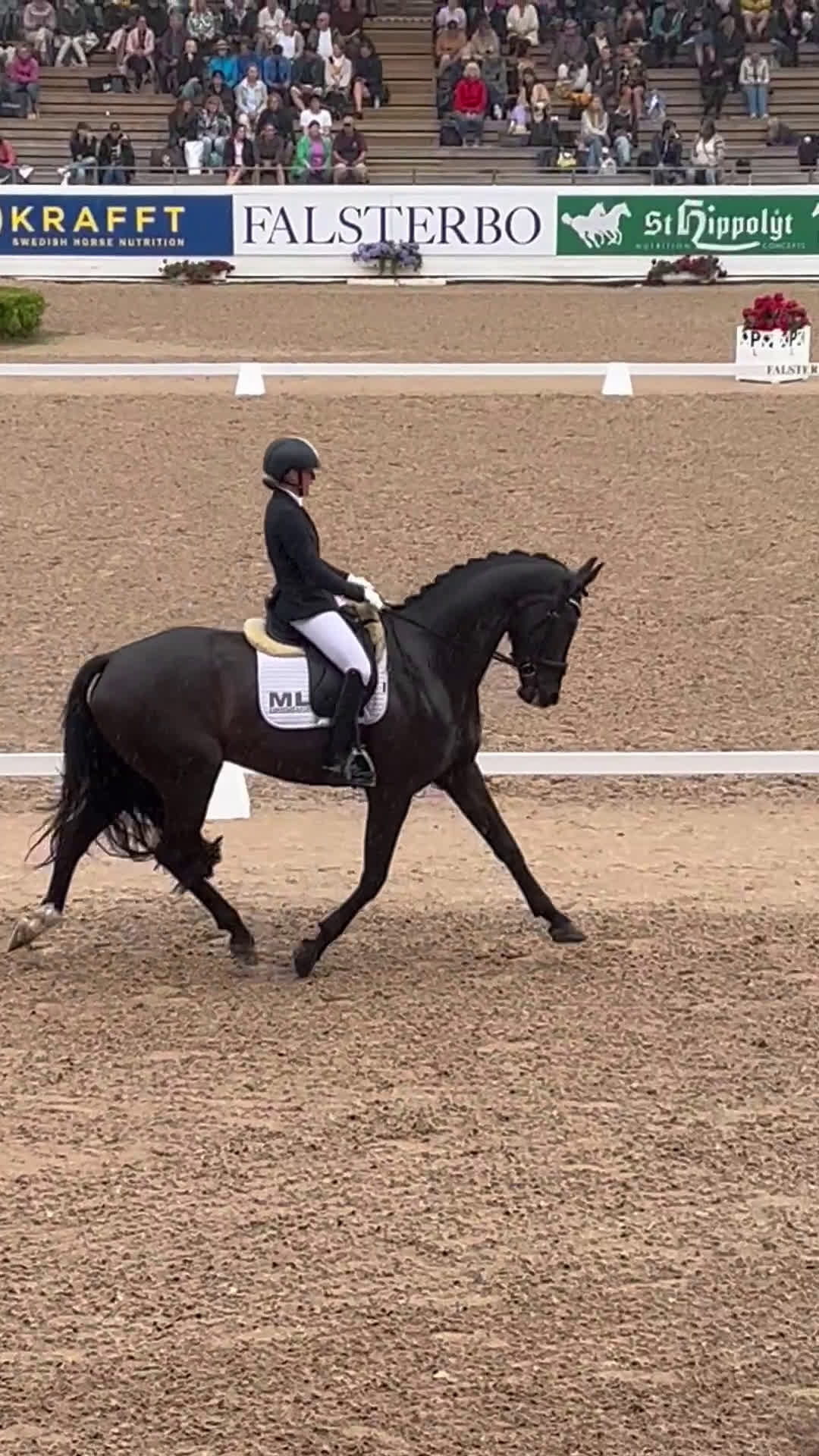 Avelshästar hästar till salu: Avelssto med avkomma i Falsterbofinal i Valbo - Video 2