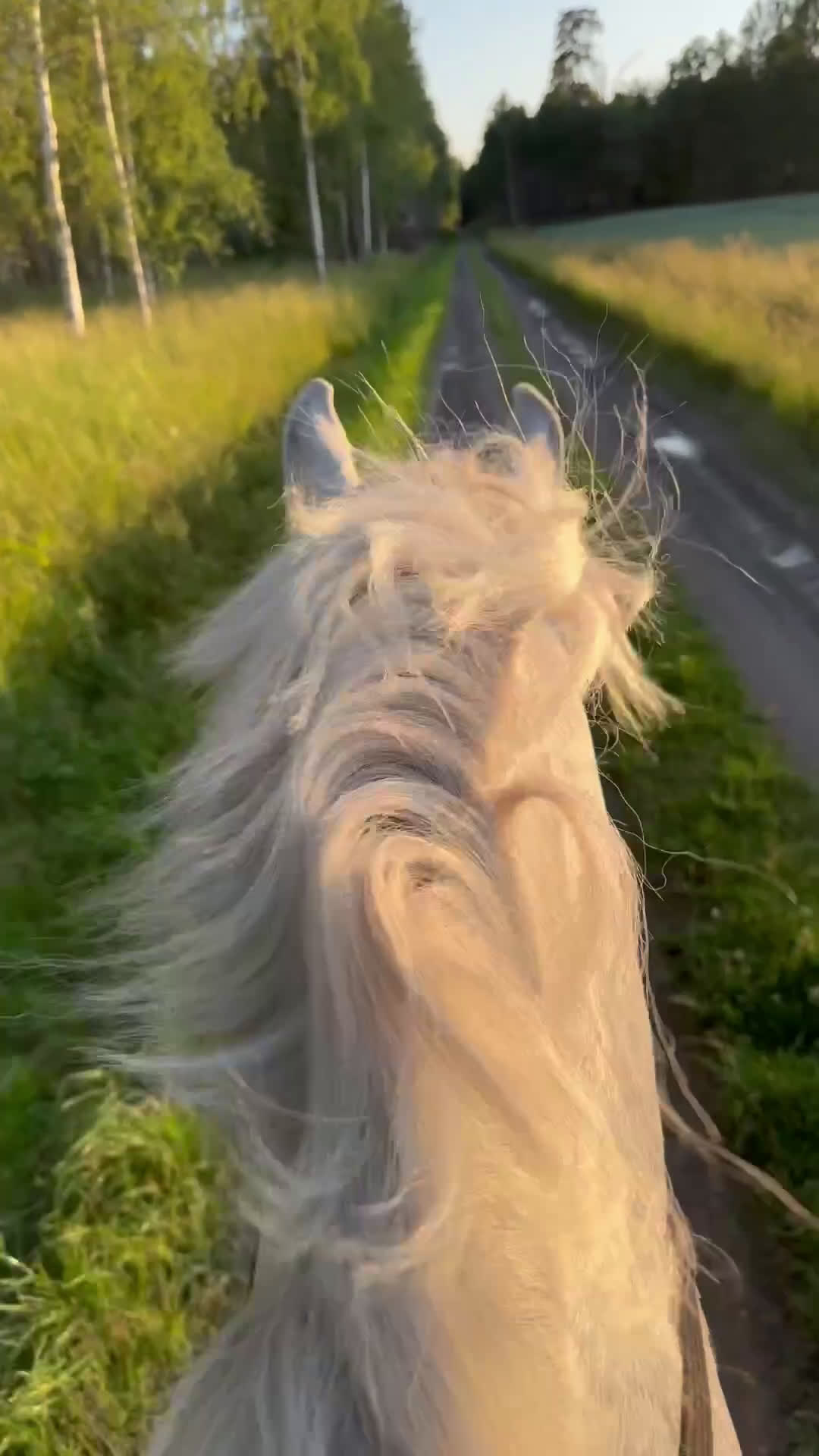 Allround hästar till salu: Häftig häst med hjärtat på rätt ställe i Kumla - Video 2