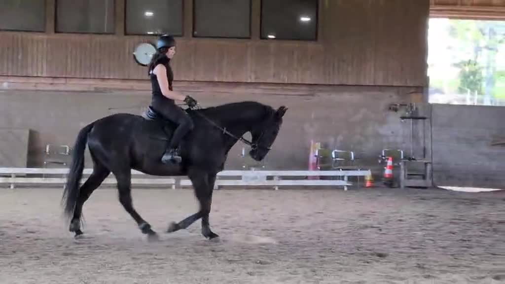Allround hästar till salu: Rolig Valack som SYNS - Video 1