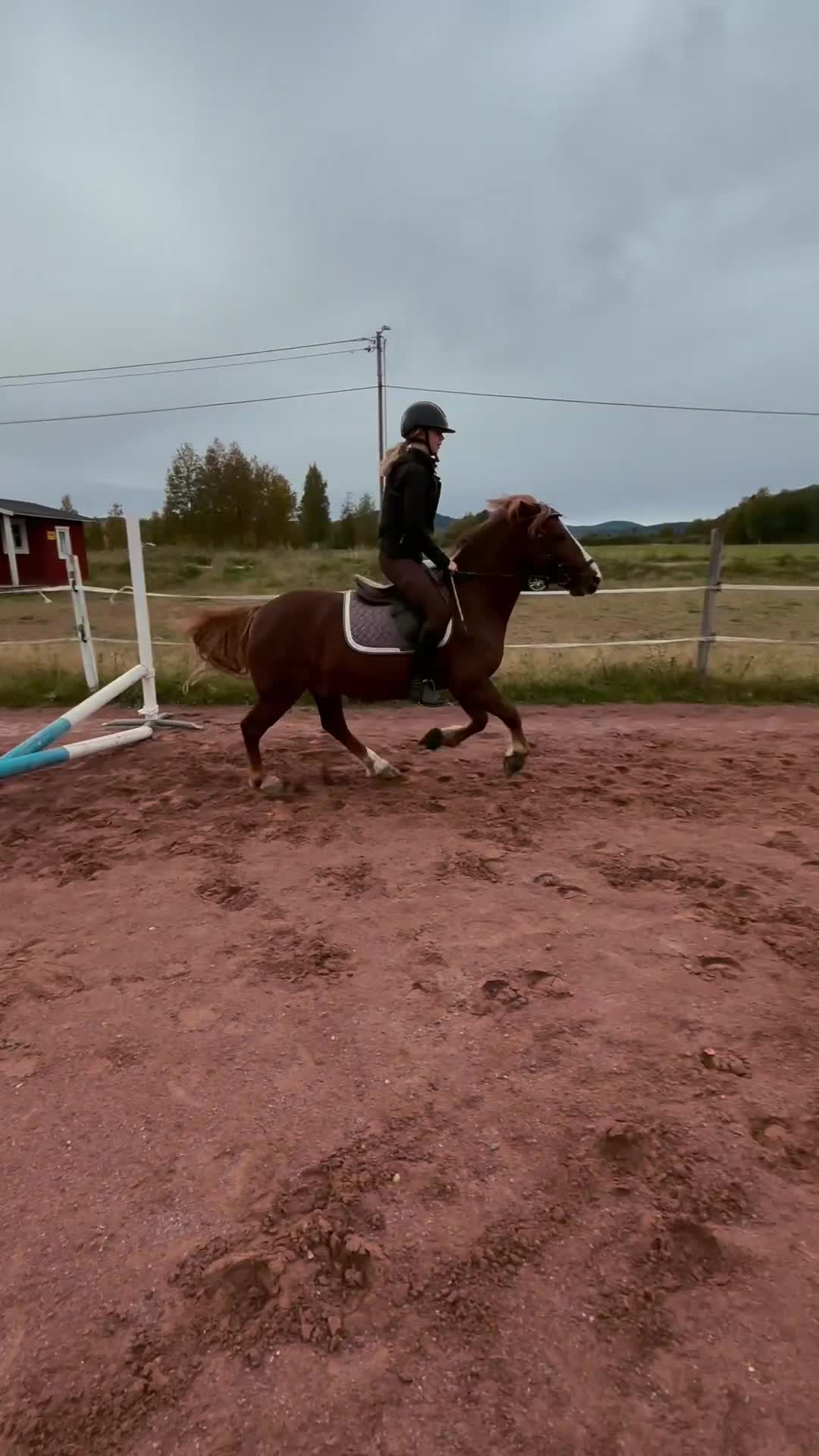 Dressyr hästar till salu: Snäll c-ponny till salu - Video 1
