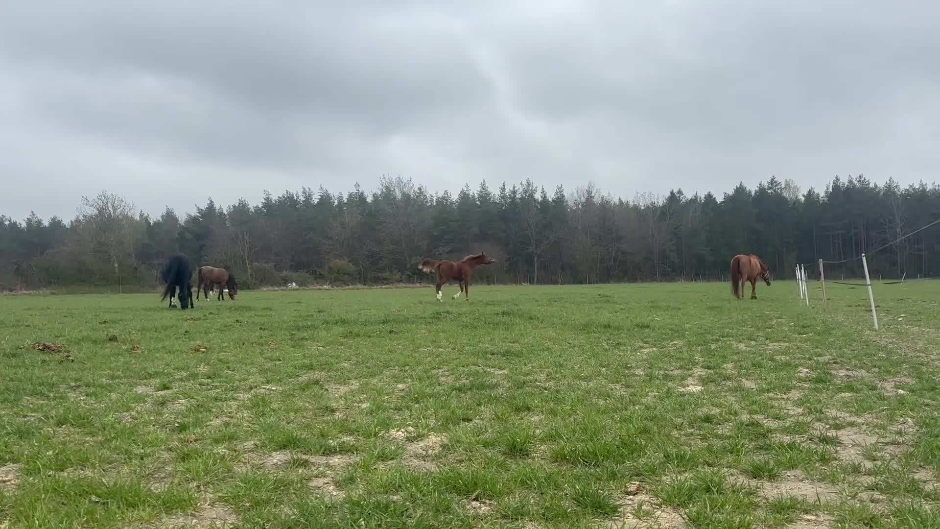 Hoppning hästar till salu: Din nya sjärna - Video 2