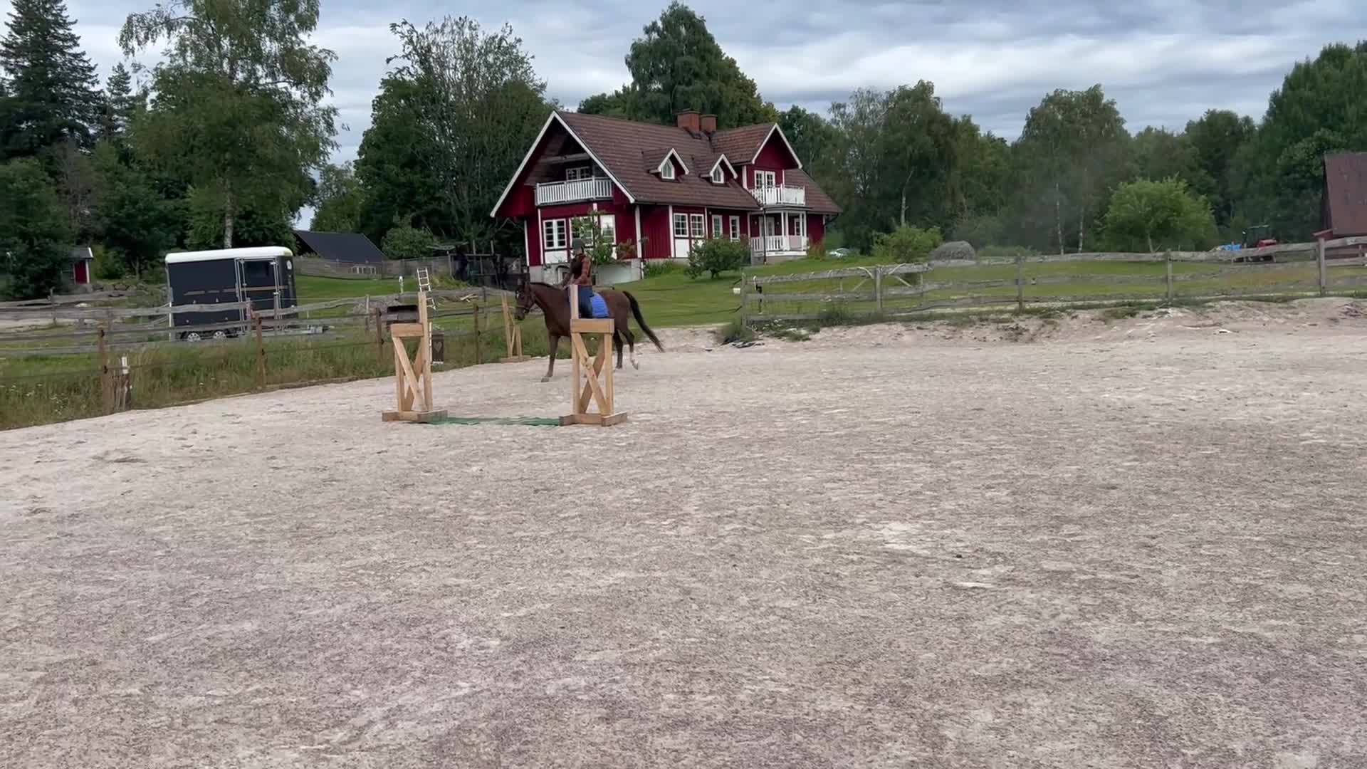 Allround hästar till salu: Nätt feminint sto för framtiden - Video 3