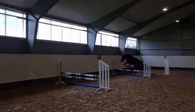 Hoppning hästar till salu: Avelsto med scoop i Vankiva - Video 2