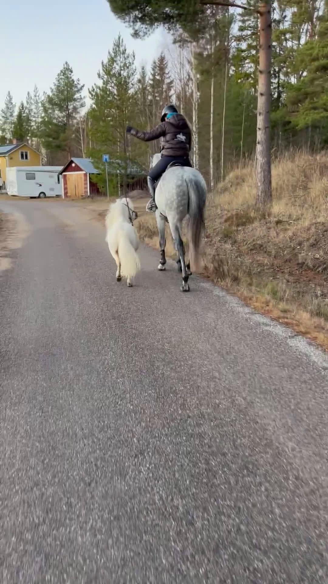 Sällskap hästar till salu: Leif och Billy i Trönödal - Video 1