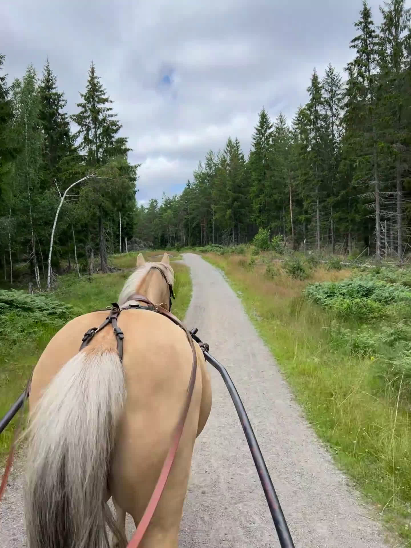 Allround hästar till salu: Fantastiskt sto utöver de vanliga! i Haninge - Video 2