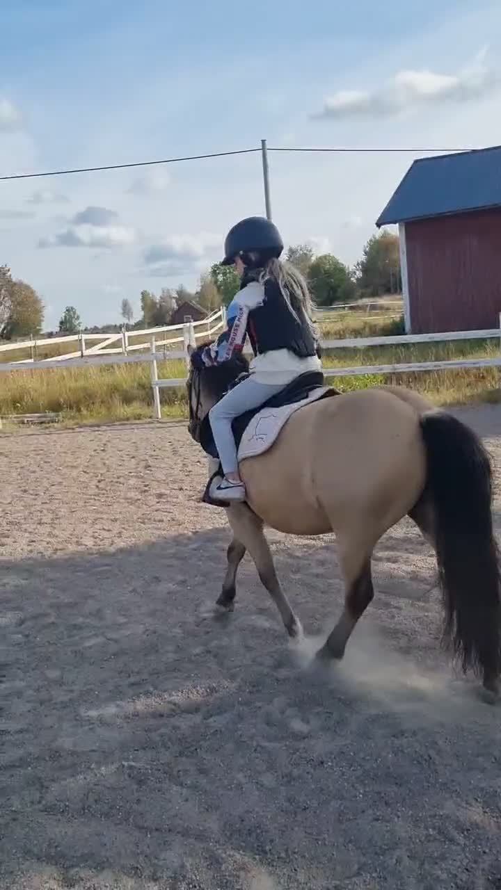 Allround hästar till salu: B-ponny som vill ha kul - Video 3