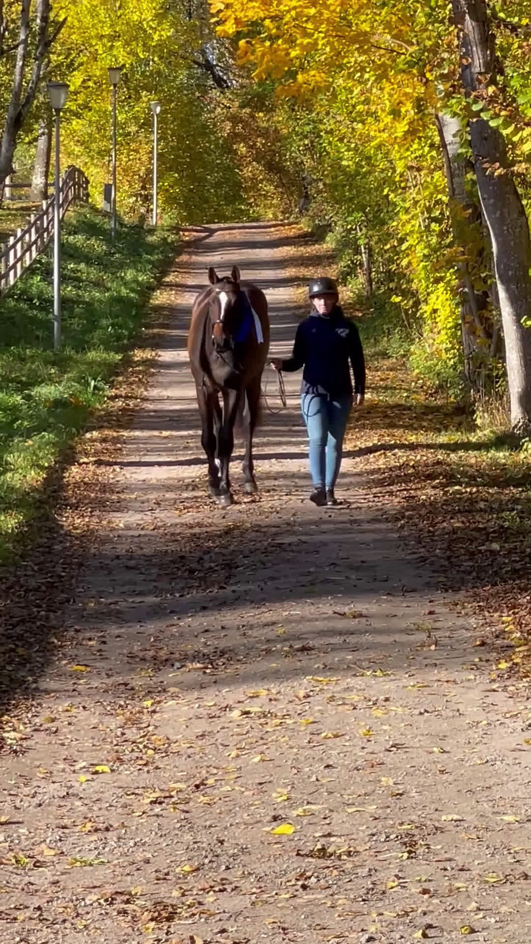 Dressyr hästar till salu: Framtida sporthäst f.2023 i Vinninga - Video 1