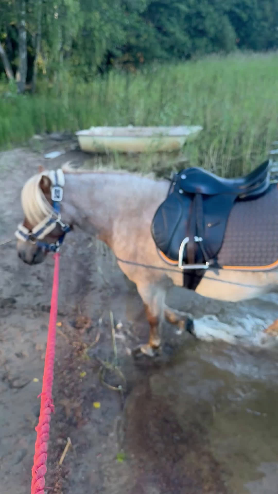 Allround hästar till salu: Älskade ponny  - Video 1