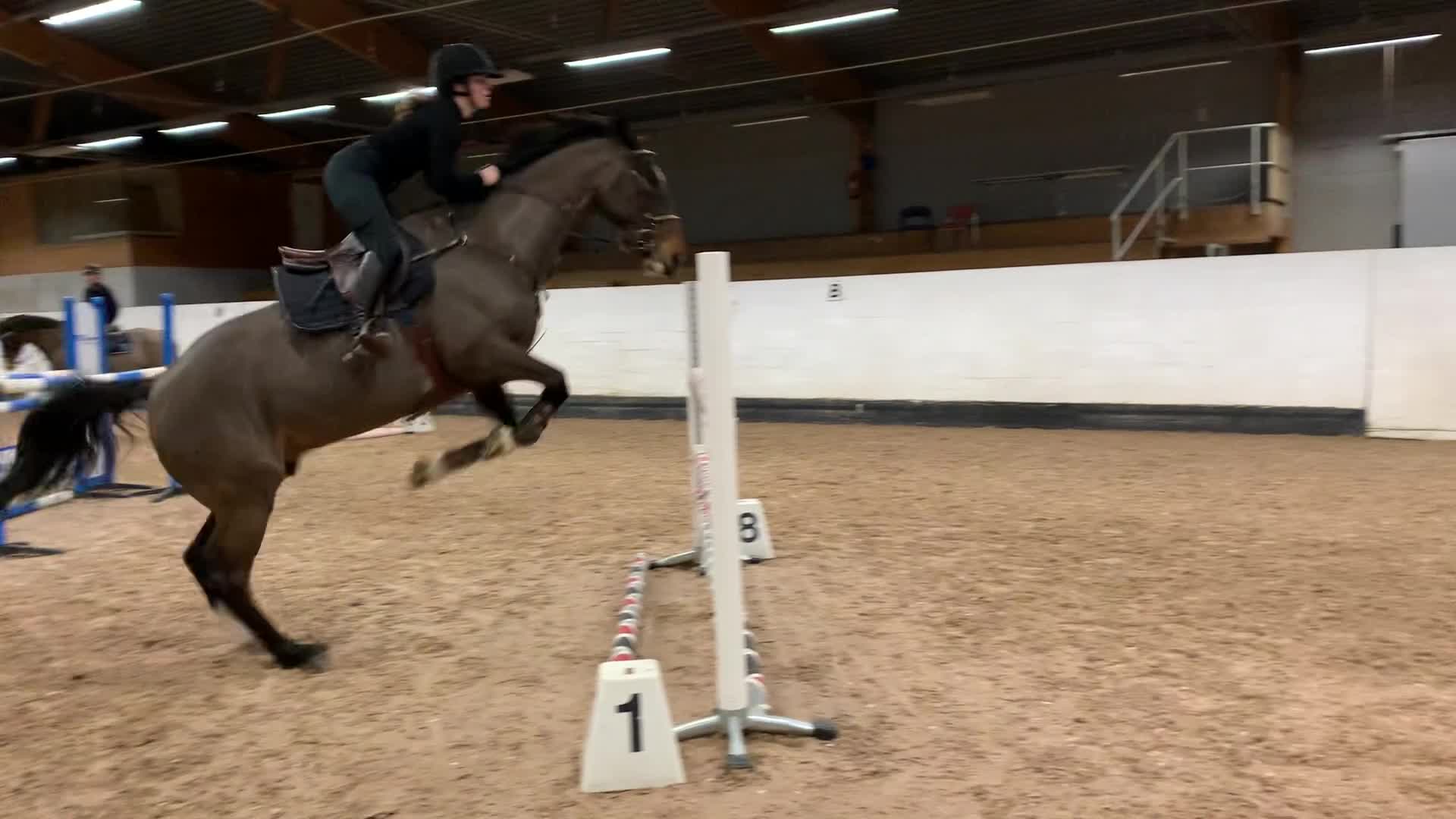 Hoppning hästar till salu: Trevlig valack e. Kashmir van Schuttershof - Video 2