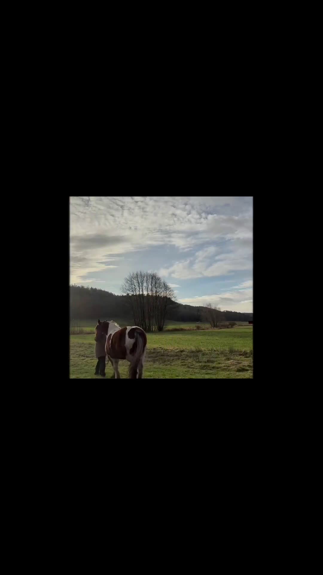  foderhäst finnes: 🌟 Fint sto söker medryttare / halvfodervärd 🌟 - Video 1