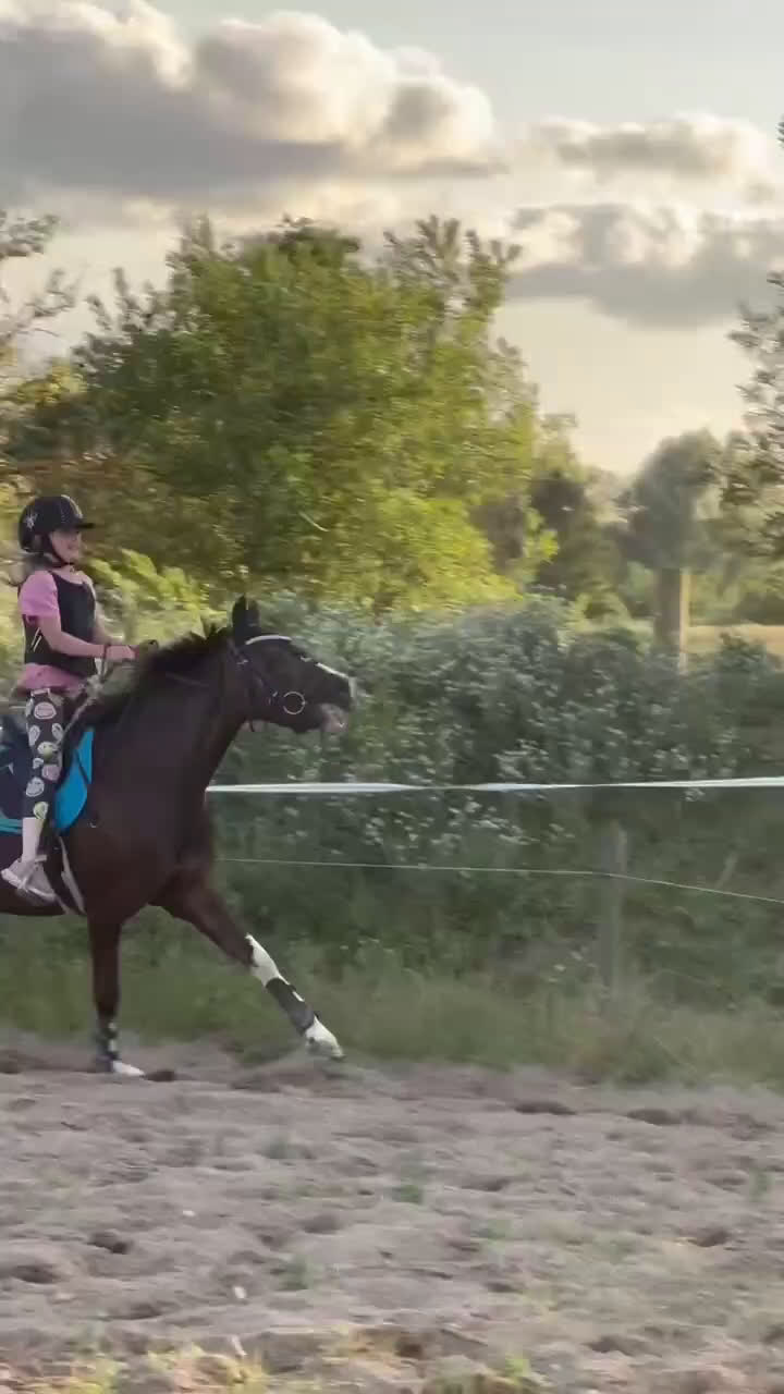 Allround hästar till salu: Den bedste første gangs pony  - Video 3