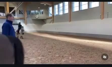 Allround hästar till salu: Guldponny söker nytt hem i Vagnhärad - Video 4