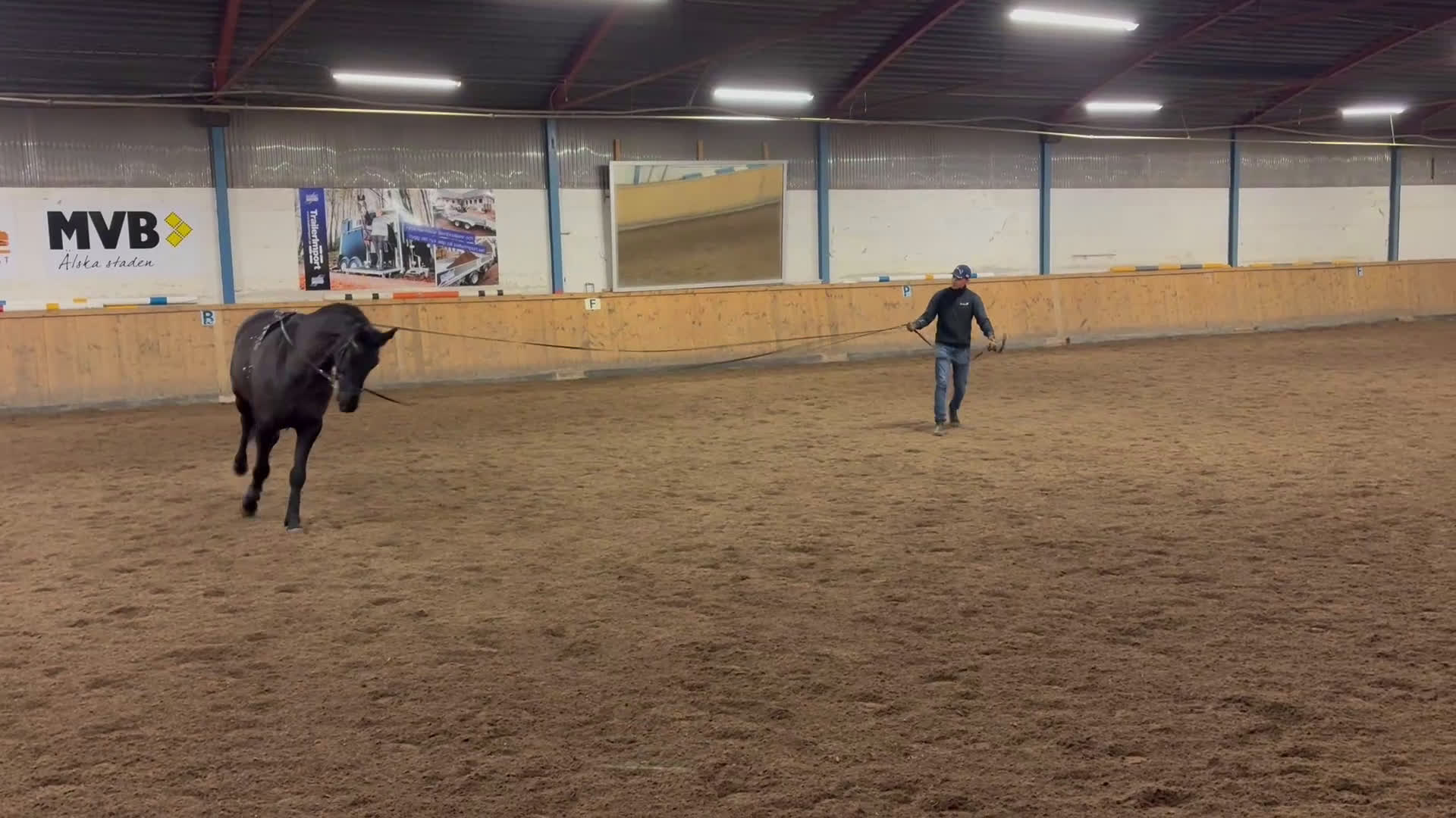 Allround hästar till salu: Lyxig hobbyhäst med utstrålning - Video 4