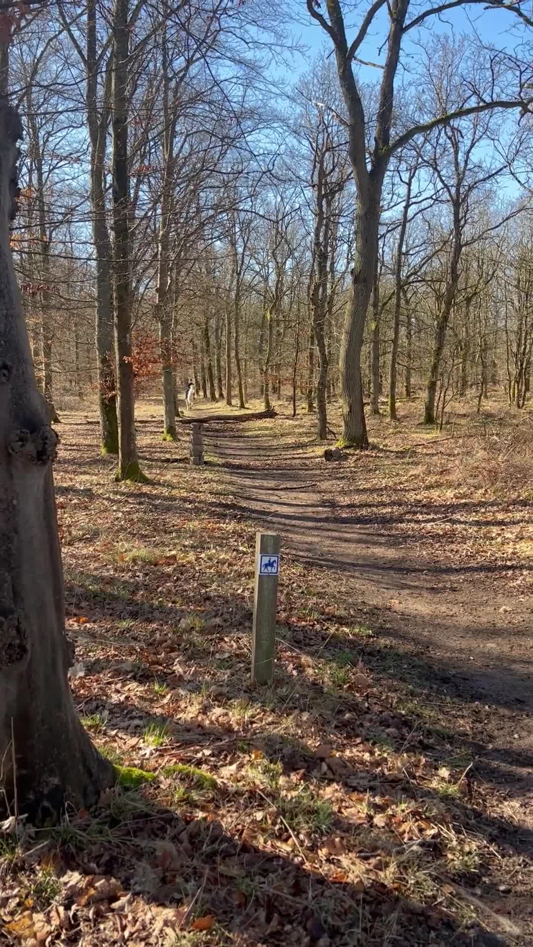 Allround hästar till salu: Sötaste Barbie ponnyn - Video 1