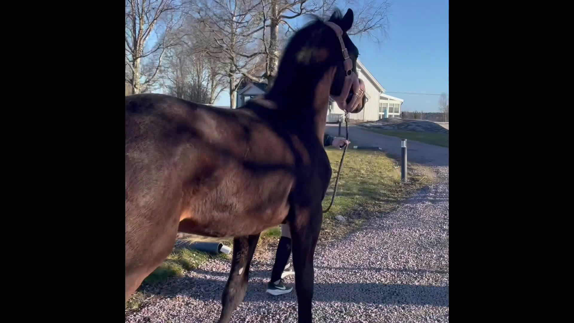 Hoppning hästar till salu: Toppstammad häst för framtiden 🌟 - Video 1