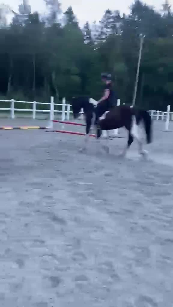 Allround hästar till salu: En bästa vän med fart i  - Video 2