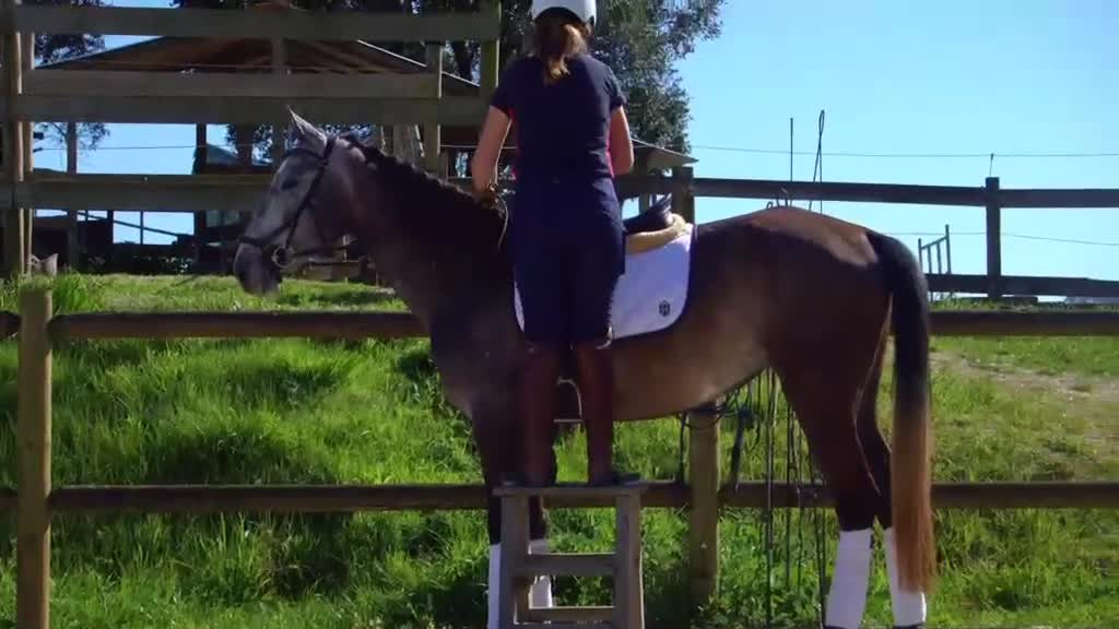 Working Equitation hästar till salu: Chans att fynda pga graviditet  - Video 1