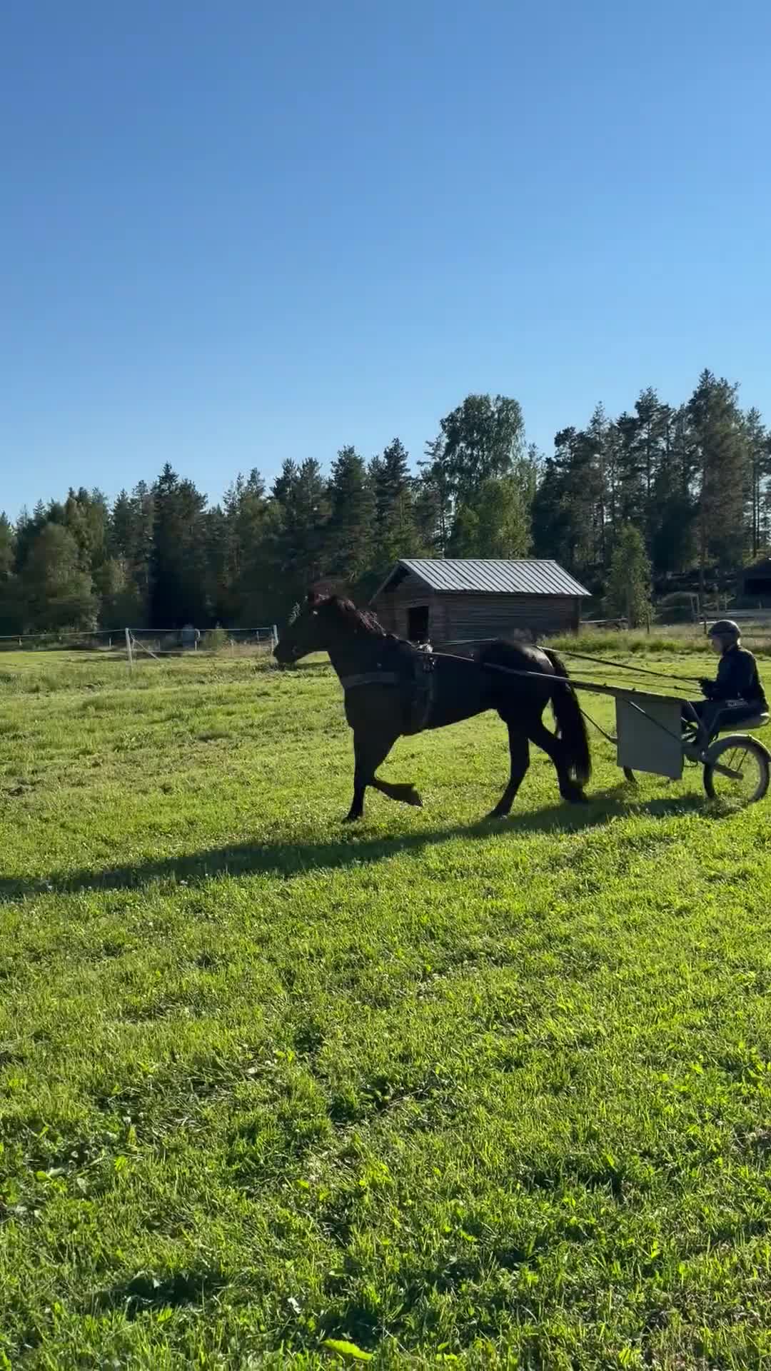Allround hästar till salu: Snälla Imre till salu!  i Järvsö - Video 1