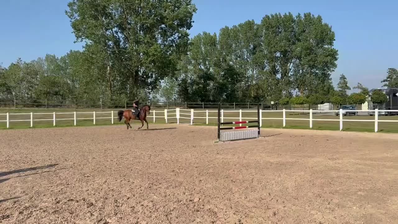 Allround hästar till salu: 🌟 D-ponny | Welsh Part-Bred | 148 cm 🌟 - Video 1