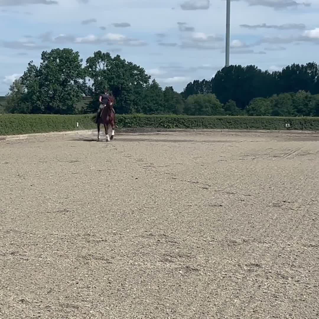 Dressyr hästar till salu: Pigg läromästare i dressyr!  - Video 1