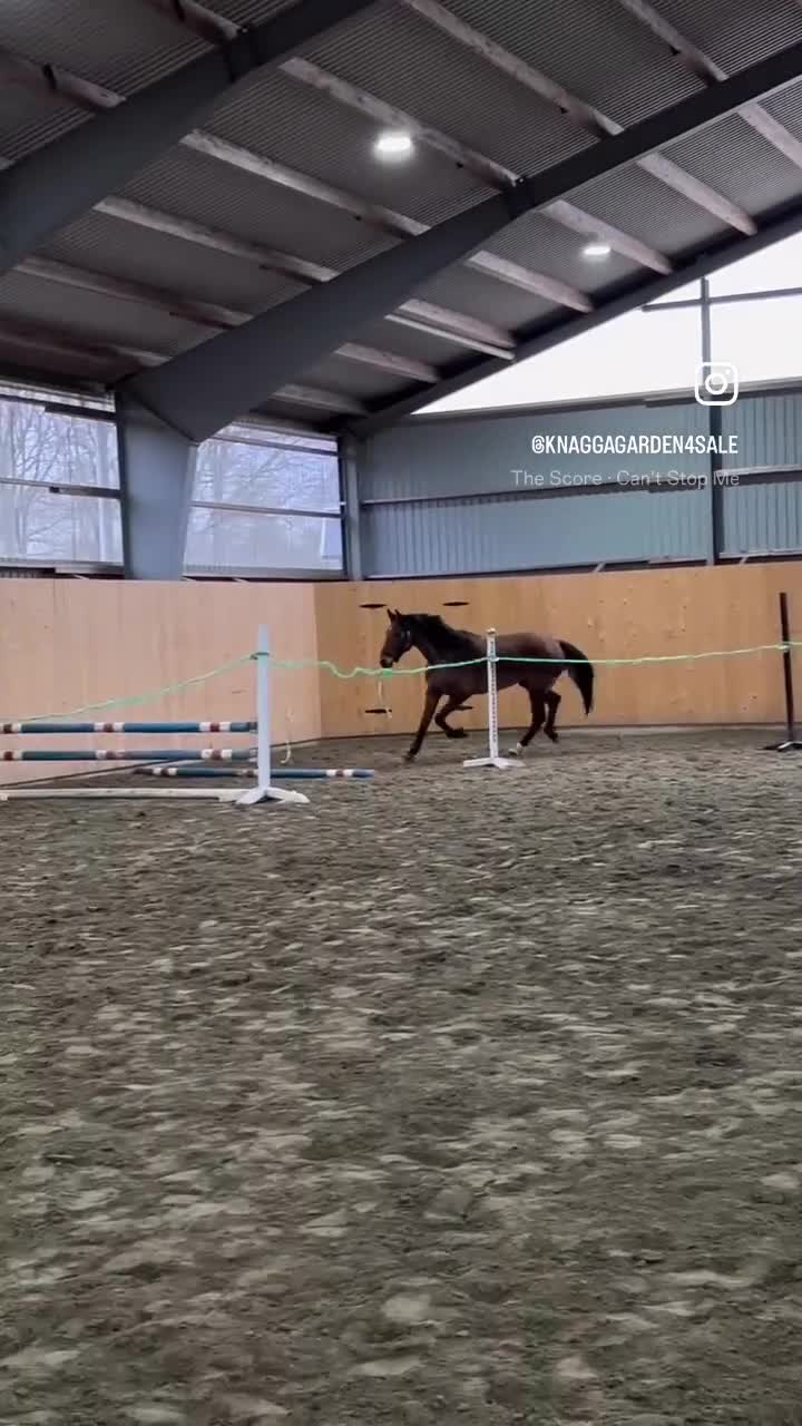 Allround hästar till salu: Junior/Övergångshäst💫 - Video 2