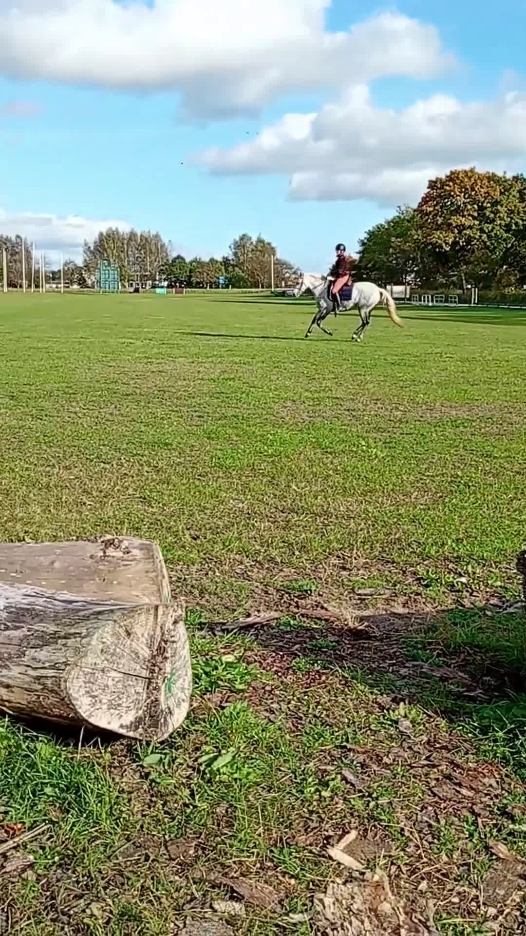 Hoppning hästar till salu: Drömponny 🌟  - Video 1