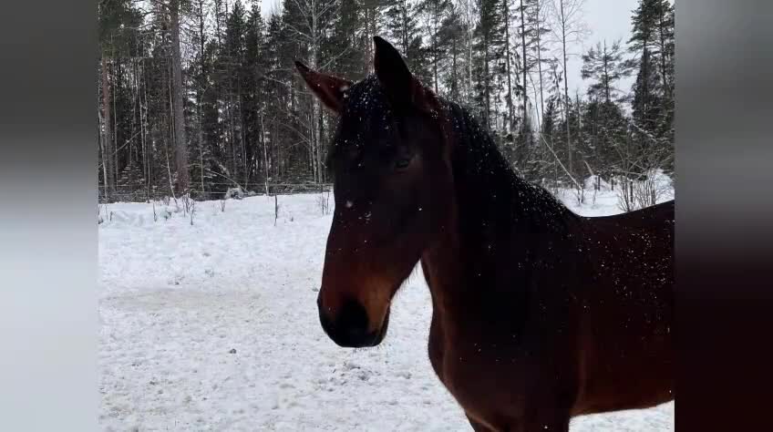 Dressyr hästar till salu: Framtidshäst - Video 1