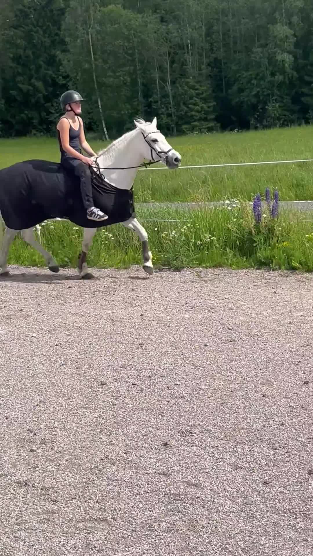Allround hästar till salu: Allroundponny - Video 2