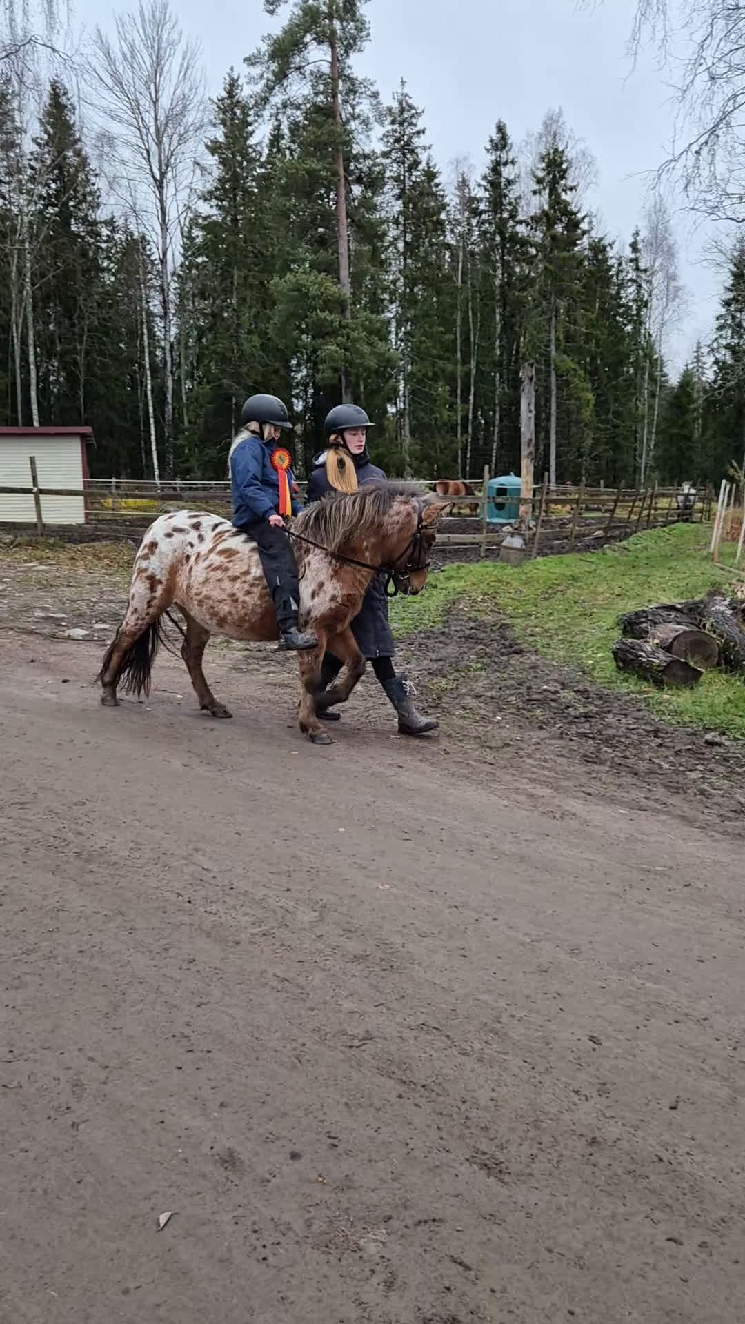 Allround hästar till salu: Sällskap, ponnyridning, körning!? i Karlstad - Video 3