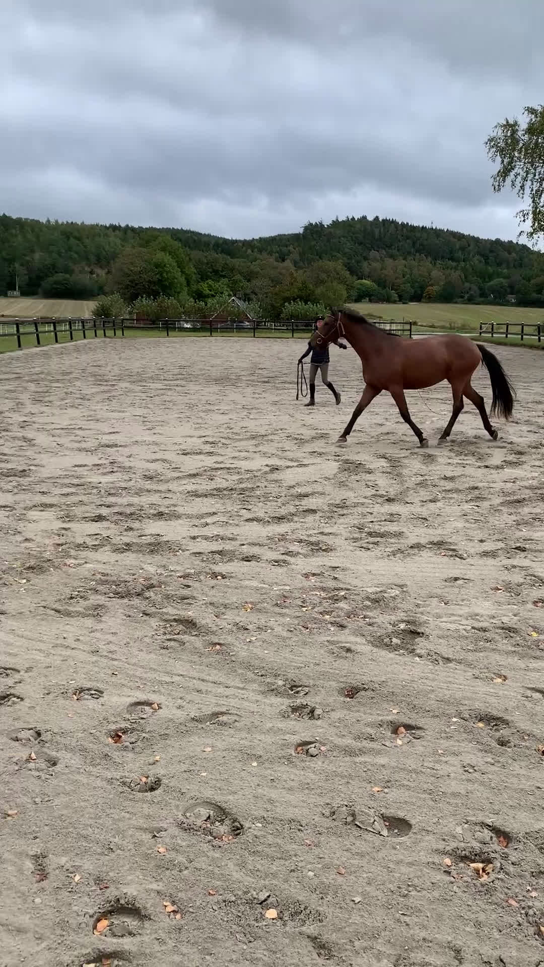 Dressyr hästar till salu: 2 årigt sto i Tvååker - Video 1