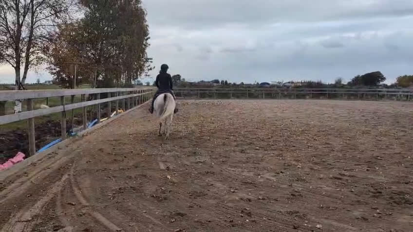 Allround hästar till salu: Mycket trevlig ridhäst i Ekeby - Video 1