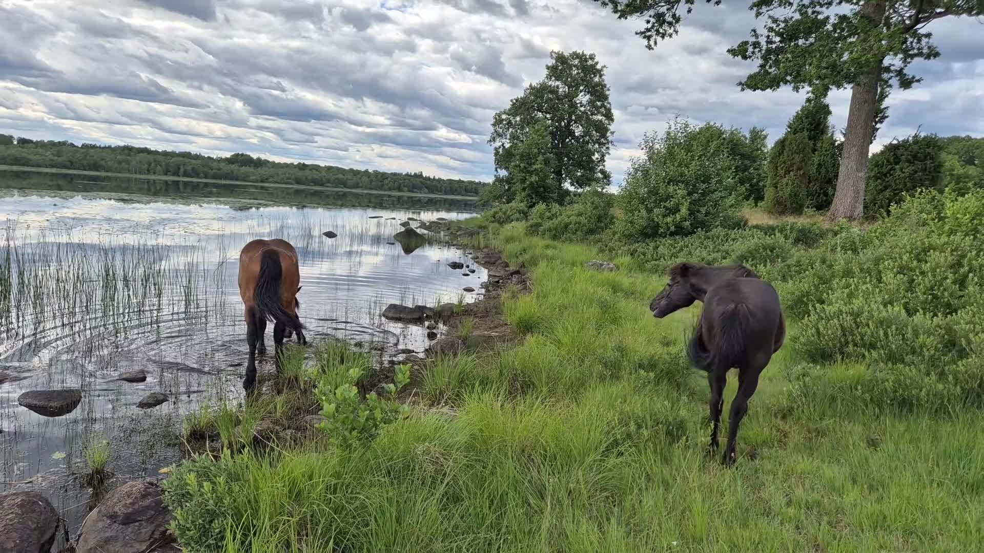 Körning hästar till salu: Wilda söker ny bästa vän - Video 1