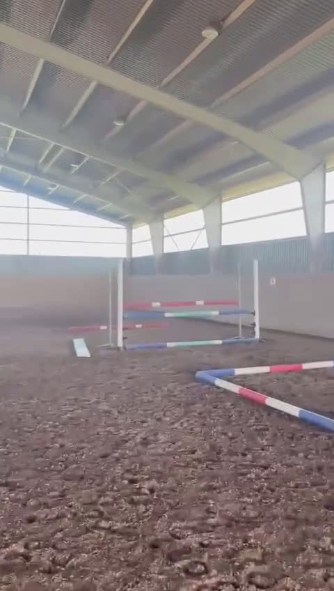 Övrigt hästar till salu: Fint Zangersheide sto i Vadstena - Video 1