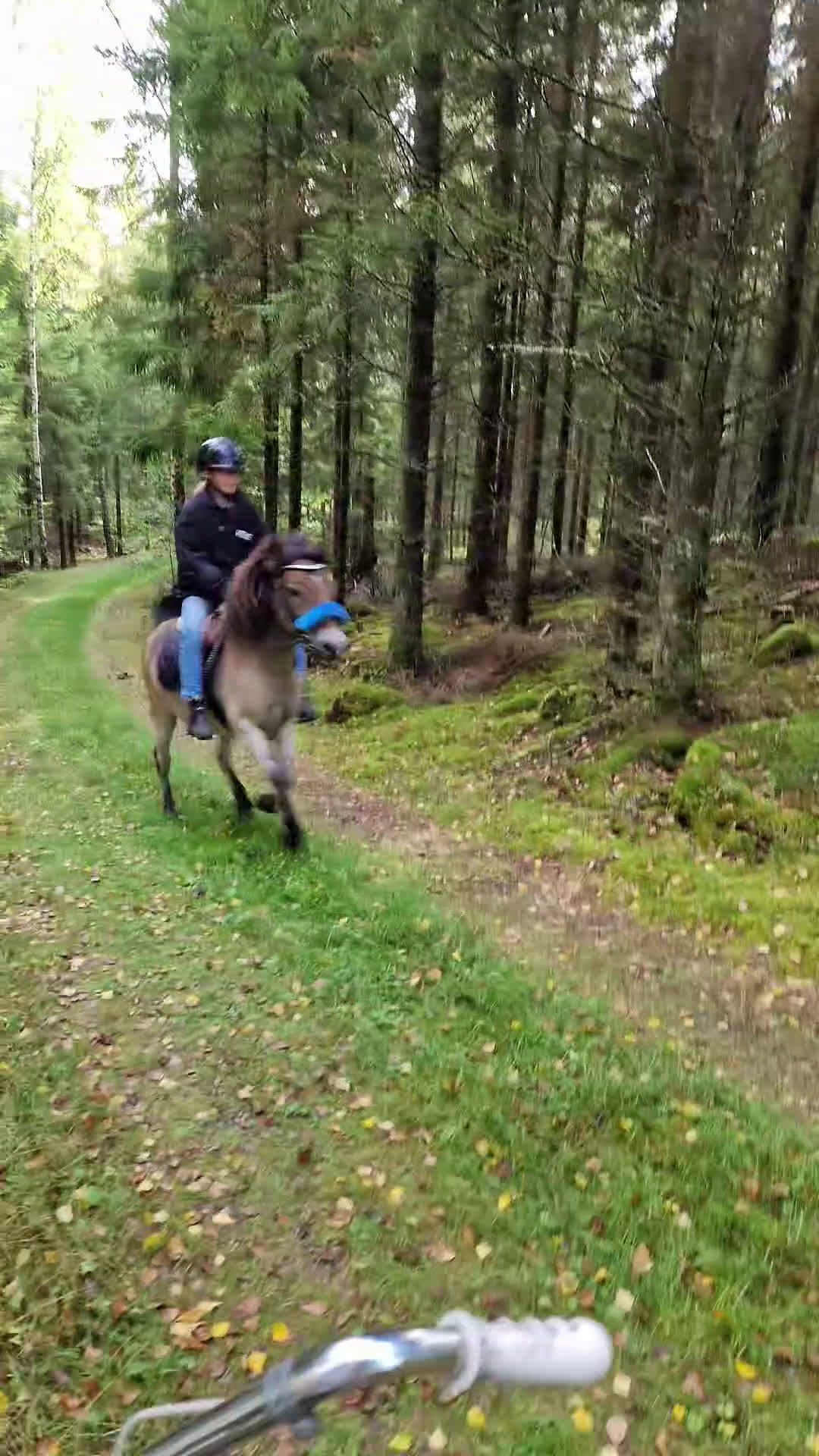 Allround hästar till salu: Snäll barnponny  - Video 1